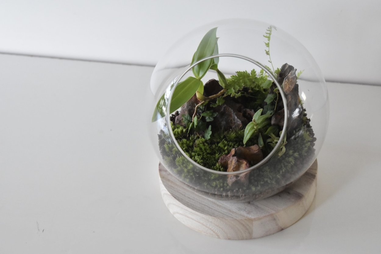 8月 WORK SHOP Ⅱ　着生ランを使ったコケリウム