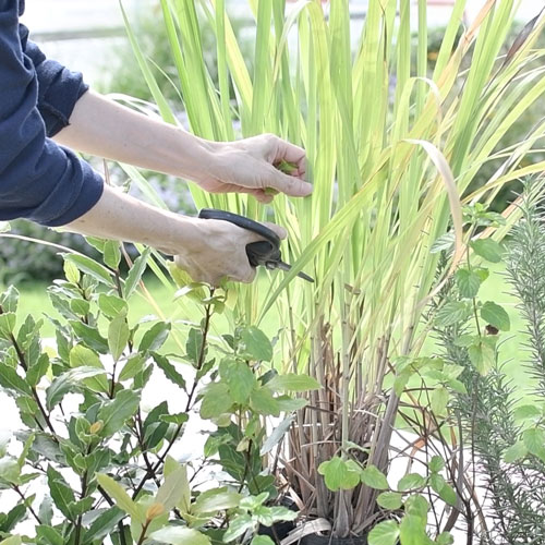 緑に染まる暮らし見学会