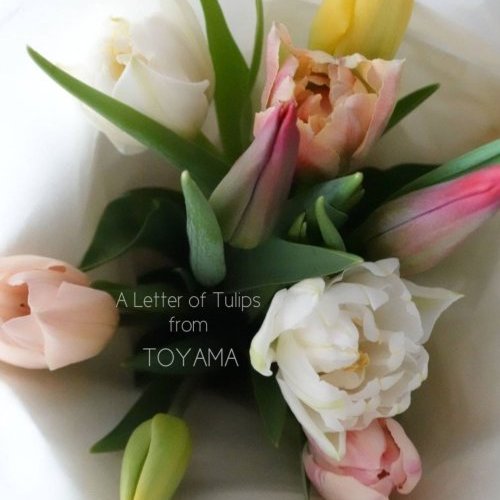 富山県産チューリップお届け便